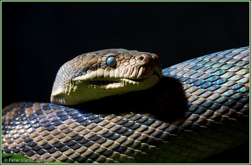 WV8X8314.jpg - Autralian snakes, Sydney, Australia.